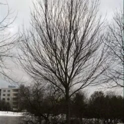 Canadian Red Maple Tree | Acer Rubrum -Roots Plants Shop ORN0212 3