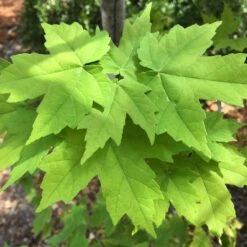 Canadian Red Maple Tree | Acer Rubrum -Roots Plants Shop ORN0212 4