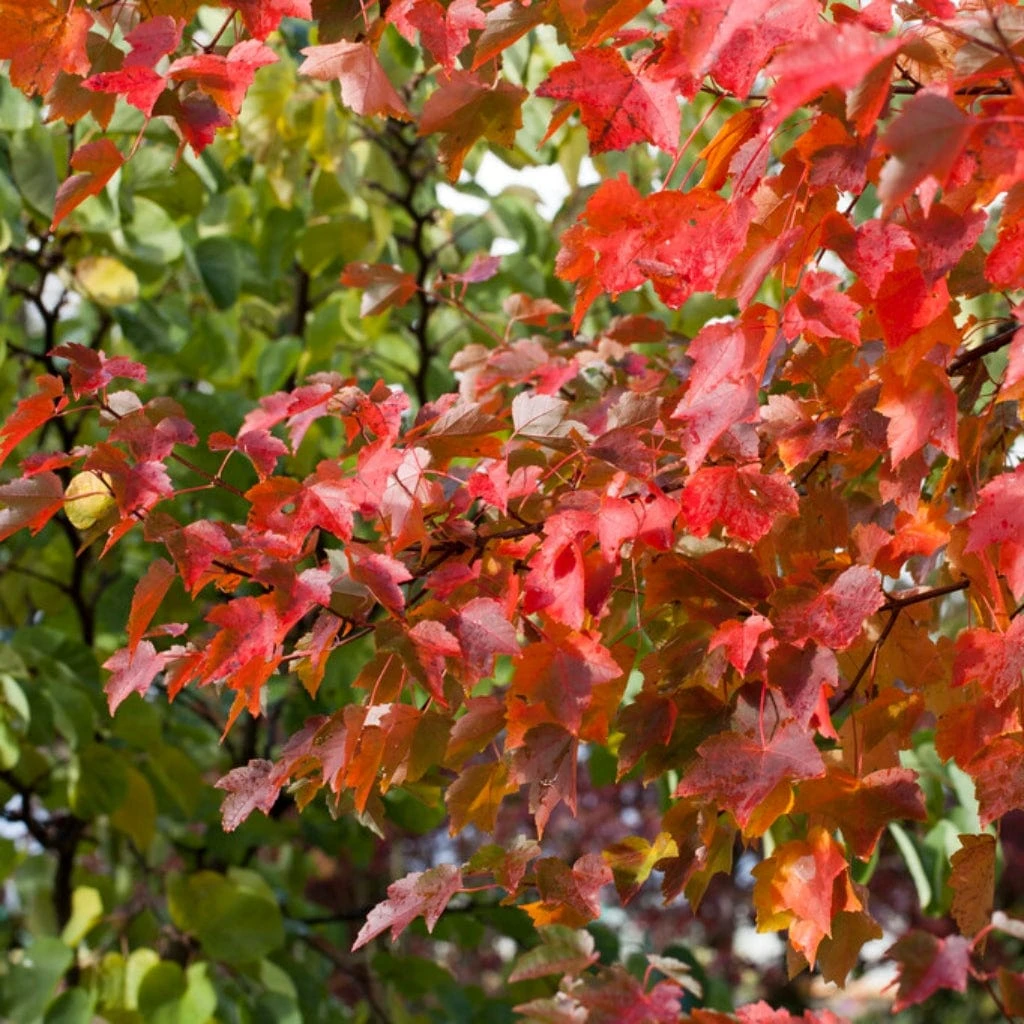 Canadian Red Maple Tree | Acer Rubrum 'Fairview Flame' 3 Canadian Red Maple Tree | Acer Rubrum 'Fairview Flame' - Image 3