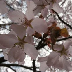 Sargent's Cherry Blossom Tree | Prunus Sargentii 14 Sargent's Cherry Blossom Tree | Prunus Sargentii -Roots Plants Shop ORN0240 4