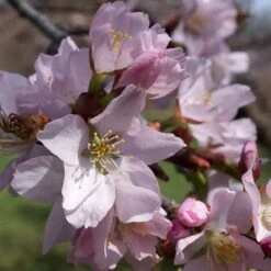Sargent's Cherry Blossom Tree | Prunus Sargentii 15 Sargent's Cherry Blossom Tree | Prunus Sargentii -Roots Plants Shop ORN0240 5