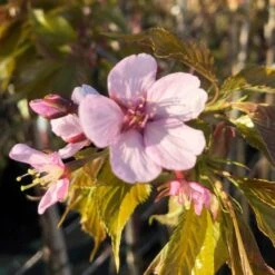 Sargent's Cherry Blossom Tree | Prunus Sargentii 18 Sargent's Cherry Blossom Tree | Prunus Sargentii -Roots Plants Shop ORN0240 8