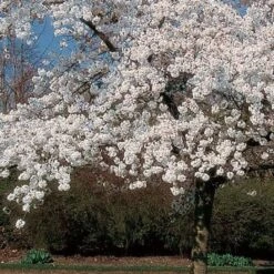 'Mount Fuji' Cherry Blossom Tree | Prunus Serrulata 'Shirotae' -Roots Plants Shop ORN0242 8