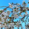 Dwarf White Weeping Cherry Blossom Tree | Prunus 'Snow Showers'