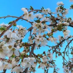 Dwarf White Weeping Cherry Blossom Tree | Prunus 'Snow Showers'