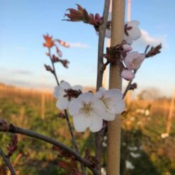 White Columnar Cherry Blossom Tree | Prunus 'Spire' -Roots Plants Shop ORN0246 8