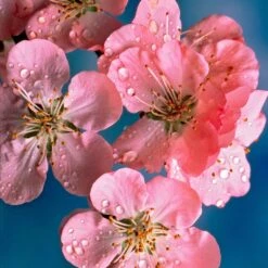 New Release 9 Early Flowering Cherry Blossom Tree | Prunus Persicoides 'Spring Glow'