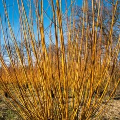 Scarlet Willow Tree | Salix Alba 'Chermesina' -Roots Plants Shop ORN0258 3