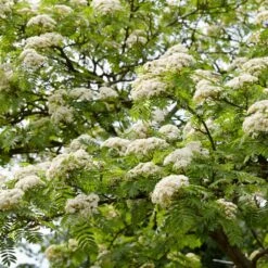 Copper Kettle' Rowan Tree | Sorbus -Roots Plants Shop ORN0267 3 c4fd3fca 4260 46ec aec2 03ae23afc35b