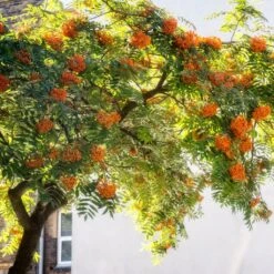 Copper Kettle' Rowan Tree | Sorbus -Roots Plants Shop ORN0267 5 889ea2e8 fe4c 4c61 935d 4318cd394cbc