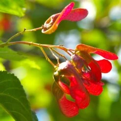 Tatarian Maple | Acer Tataricum 'Hotwings' -Roots Plants Shop ORN0278 4 2885856e bb9a 4ef8 962b 93b0ddd73361