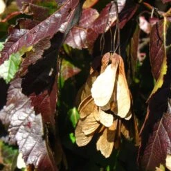 Tatarian Maple | Acer Tataricum 'Hotwings' -Roots Plants Shop ORN0278 5 2f77771d bb4c 4416 bbc0 dc387bce8adc