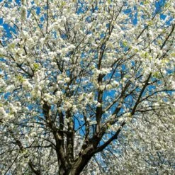 UK Native Wildlife-Friendly Cherry Blossom Tree | Prunus Avium 7 UK Native Wildlife-Friendly Cherry Blossom Tree | Prunus Avium -Roots Plants Shop ORN0312 2