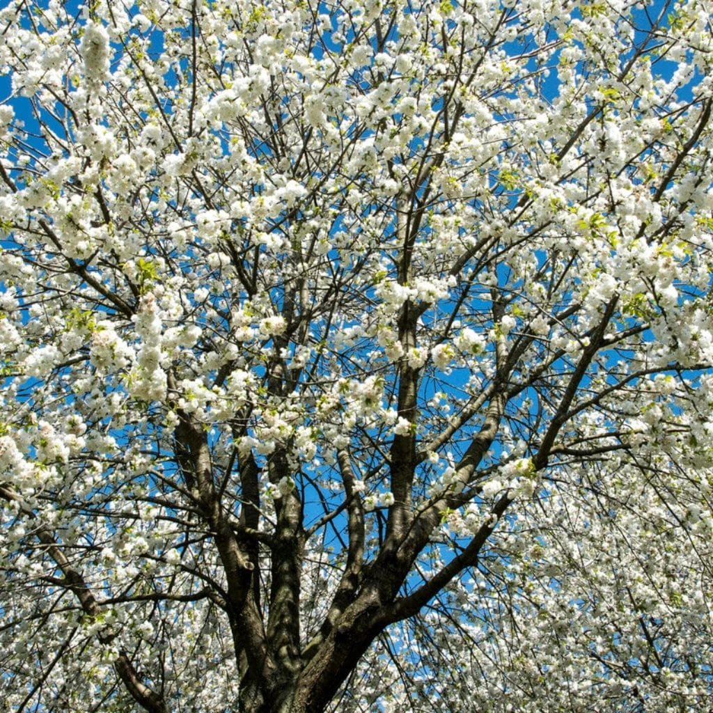 UK Native Wildlife-Friendly Cherry Blossom Tree | Prunus Avium 3 UK Native Wildlife-Friendly Cherry Blossom Tree | Prunus Avium - Image 3