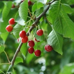 UK Native Wildlife-Friendly Cherry Blossom Tree | Prunus Avium 8 UK Native Wildlife-Friendly Cherry Blossom Tree | Prunus Avium -Roots Plants Shop ORN0312 5