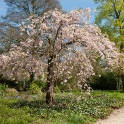 New Release 3 Pink Weeping Winter Flowering Cherry Tree | Prunus Subhirtella 'Pendula Rosea'