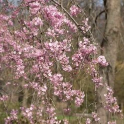 Pink Weeping Winter Flowering Cherry Tree | Prunus Subhirtella 'Pendula Rosea' 7 Pink Weeping Winter Flowering Cherry Tree | Prunus Subhirtella 'Pendula Rosea' -Roots Plants Shop ORN0352 3