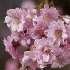 Pink Weeping Winter Flowering Cherry Tree | Prunus Subhirtella 'Pendula Rosea' 8 Pink Weeping Winter Flowering Cherry Tree | Prunus Subhirtella 'Pendula Rosea' -Roots Plants Shop ORN0352 4