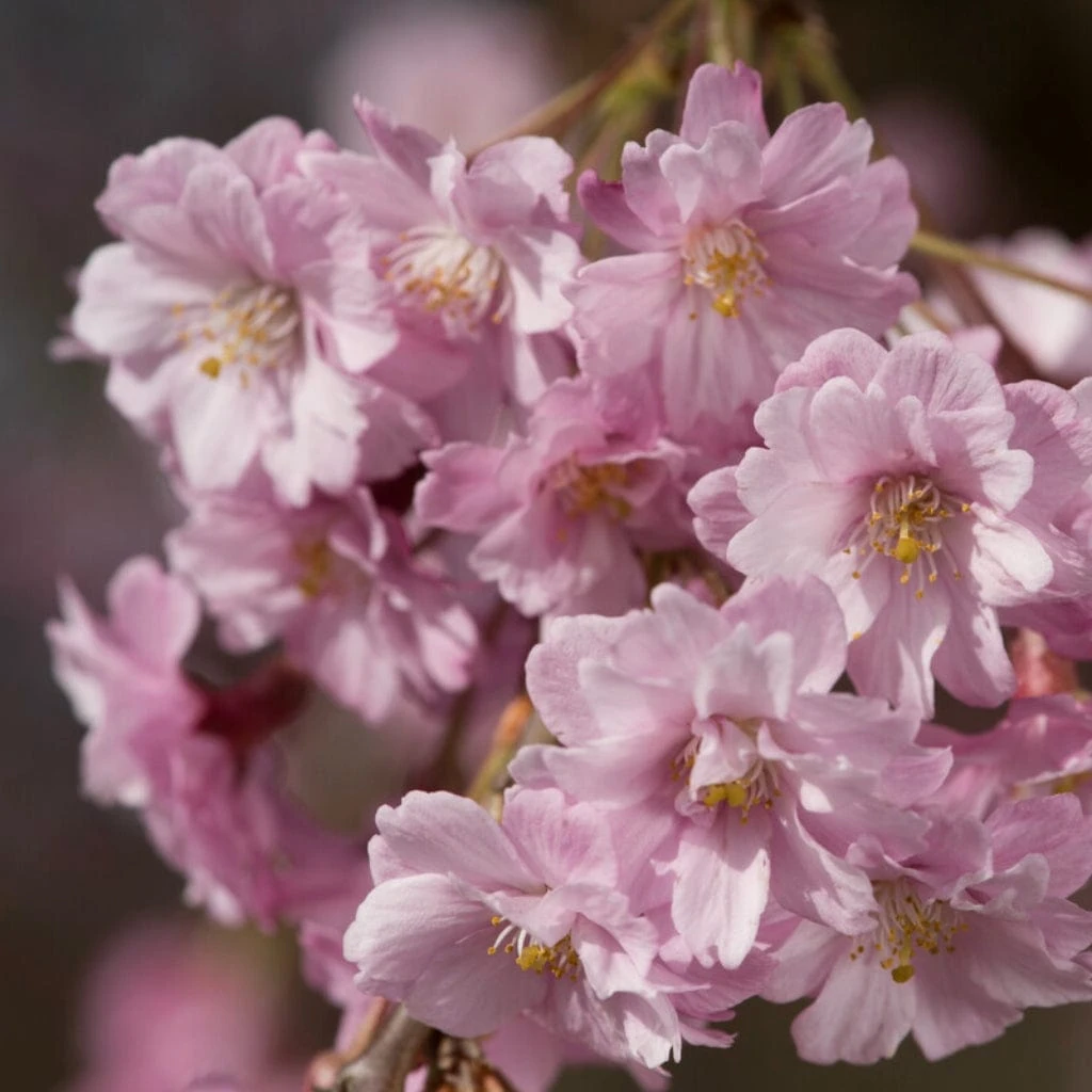 Pink Weeping Winter Flowering Cherry Tree | Prunus Subhirtella 'Pendula Rosea' 4 Pink Weeping Winter Flowering Cherry Tree | Prunus Subhirtella 'Pendula Rosea' - Image 4