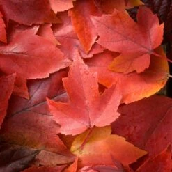 Canadian Red Maple Tree | Acer Rubrum 'Red Pointe' -Roots Plants Shop ORN0385 3 ddc4325e 55f8 4417 8e02 243ea3be5cc1