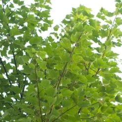 Canadian Red Maple Tree | Acer Rubrum 'Red Pointe' -Roots Plants Shop ORN0385 4 7afe9936 2048 4b99 a359 2f747dcfb264