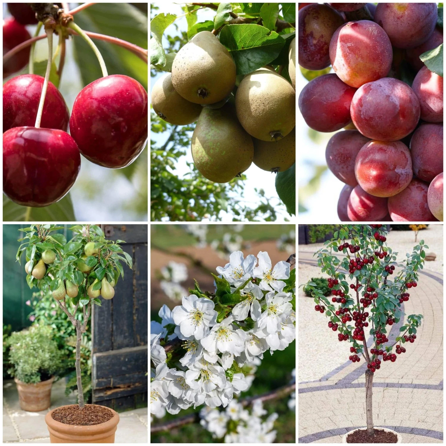 Award Winning Patio Fruit Tree Collection | Cherry, Pear & Plum | Growers' Choice 2 Award Winning Patio Fruit Tree Collection | Cherry, Pear & Plum | Growers' Choice - Image 2