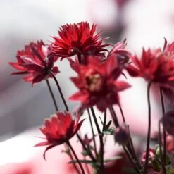 Aquilegia 'Bordeaux Barlow' -Roots Plants Shop PB0026 3