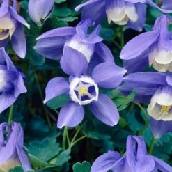 Aquilegia Spring Magic Collection -Roots Plants Shop PB0030 3 b5764acf 305d 4d03 8407 15834ce38d23