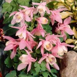 Aquilegia 'Spring Magic Rose & White' -Roots Plants Shop PB0032 3