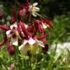 Aquilegia 'William Guiness'