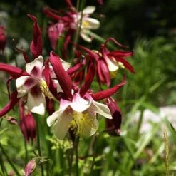 Aquilegia 'William Guiness'