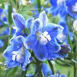 Delphinium Camelot Collection -Roots Plants Shop PB0097 1 0cc41c15 4501 4368 a1a0 433f78f91dbb
