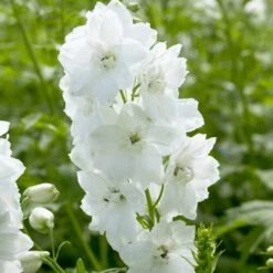 Delphinium Camelot Collection -Roots Plants Shop PB0100 1 3499ced2 fb33 4bf3 a90d 3d319d2acdd2