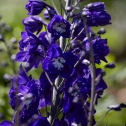 Delphinium Camelot Collection -Roots Plants Shop PB0105 1 8c5b11e4 4bcd 4392 aef5 647e50e7f705