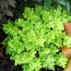 Heuchera 'Lime Marmalade' -Roots Plants Shop PB0190 2