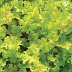 Heuchera 'Lime Marmalade' -Roots Plants Shop PB0190 3