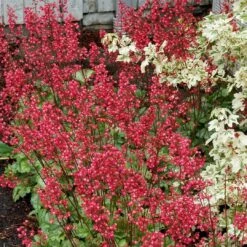Heuchera 'Paris' -Roots Plants Shop PB0192 4