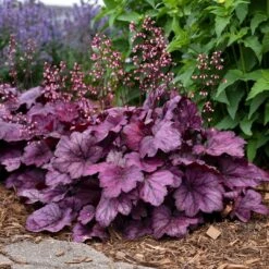 Heuchera 'Wild Rose' -Roots Plants Shop PB0194 2