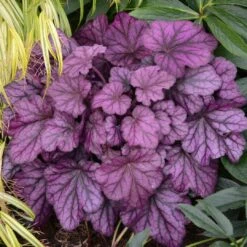 Heuchera 'Wild Rose' -Roots Plants Shop PB0194 3