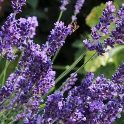 Lavender 'Hidcote Improved' -Roots Plants Shop PB0206 2