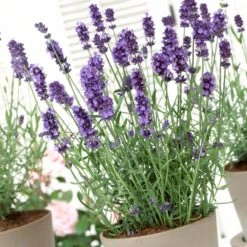 Lavender 'Hidcote Improved' -Roots Plants Shop PB0206 3