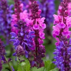 Salvia 'Blue Marvel'