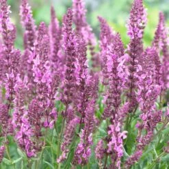Salvia 'Fashionista Pretty In Pink' -Roots Plants Shop PB0280 3