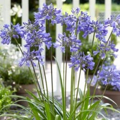 Stately Agapanthus Collection -Roots Plants Shop PB0322 1 d489e9ce f2ce 4ad0 8fd2 48e0025b2d0d