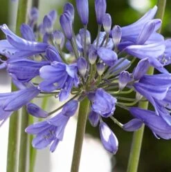 Agapanthus 'Ever Sapphire' 7 Agapanthus 'Ever Sapphire' -Roots Plants Shop PB0322 2
