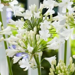 Agapanthus 'Ever White' -Roots Plants Shop PB0323 1