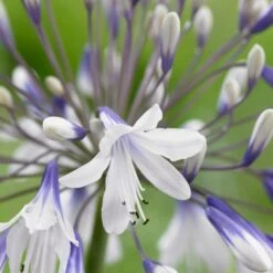 Agapanthus 'Fireworks' -Roots Plants Shop PB0324 2