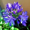 Agapanthus 'Lapis Lazuli'