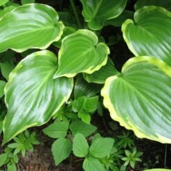 Hosta 'Sugar & Spice' -Roots Plants Shop PB0357 3