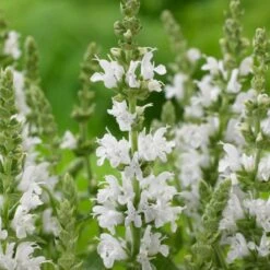 Salvia 'Lyrical White'